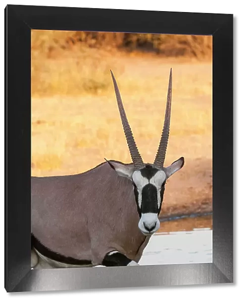 Portrait of a gemsbok, Oryx gazella, looking at the camera. Central Kalahari Game Reserve, Botswana