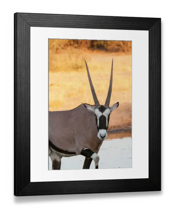 Framed Print : Portrait of a gemsbok, Oryx gazella, looking at the camera. Central Kalahari Game Reserve, Botswana
