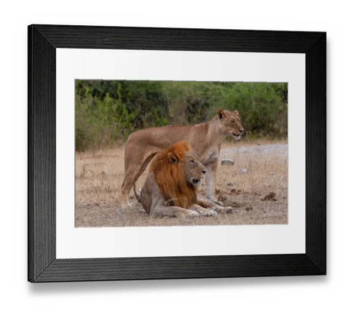 Framed Print : A lion and lioness, Panthera leo, alert but resting together. Chobe National Park, Kasane, Botswana Framed Print : A lion and lioness, Panthera leo, alert but resting together. Chobe National Park, Kasane, Botswana
