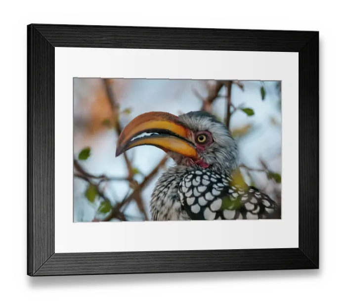 Framed Print : Close-up portrait of a southern yellow-billed hornbill, Tockus leucomelas. Central Kalahari Game Reserve, Botswana Framed Print : Close-up portrait of a southern yellow-billed hornbill, Tockus leucomelas. Central Kalahari Game Reserve, Botswana