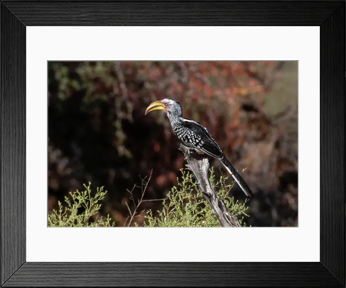 Framed Print : Portrait of a southern yellow-billed hornbill, Tockus flavirostris. Chief Island, Moremi Game Reserve, Okavango Delta, Botswana Framed Print : Portrait of a southern yellow-billed hornbill, Tockus flavirostris. Chief Island, Moremi Game Reserve, Okavango Delta, Botswana