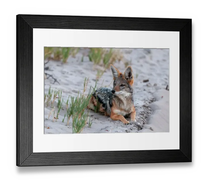 Framed Print : Portrait of a black-backed jackal, Canis mesomelas, resting. Nxai Pan National Park, Botswana Framed Print : Portrait of a black-backed jackal, Canis mesomelas, resting. Nxai Pan National Park, Botswana