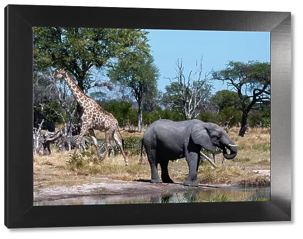 An African elephant, Loxodonta Africana, plains zebras, Equus quagga, and a southern giraffe, Giraffa camelopardalis, gathered at a waterhole. Khwai Concession Area, Okavango Delta, Botswana