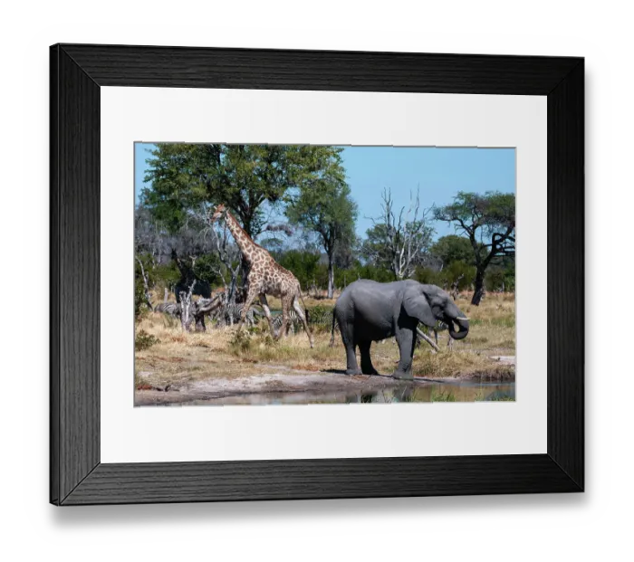 Framed Print : An African elephant, Loxodonta Africana, plains zebras, Equus quagga, and a southern giraffe, Giraffa camelopardalis, gathered at a waterhole. Khwai Concession Area, Okavango Delta, Botswana Framed Print : An African elephant, Loxodonta Africana, plains zebras, Equus quagga, and a southern giraffe, Giraffa camelopardalis, gathered at a waterhole. Khwai Concession Area, Okavango Delta, Botswana
