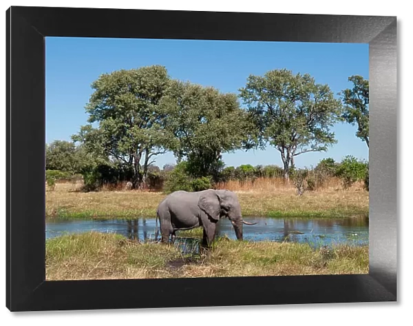 An African elephant, Loxodonta Africana, on a Khwai River bank. Khwai River, Khwai Concession Area, Okavango Delta, Botswana