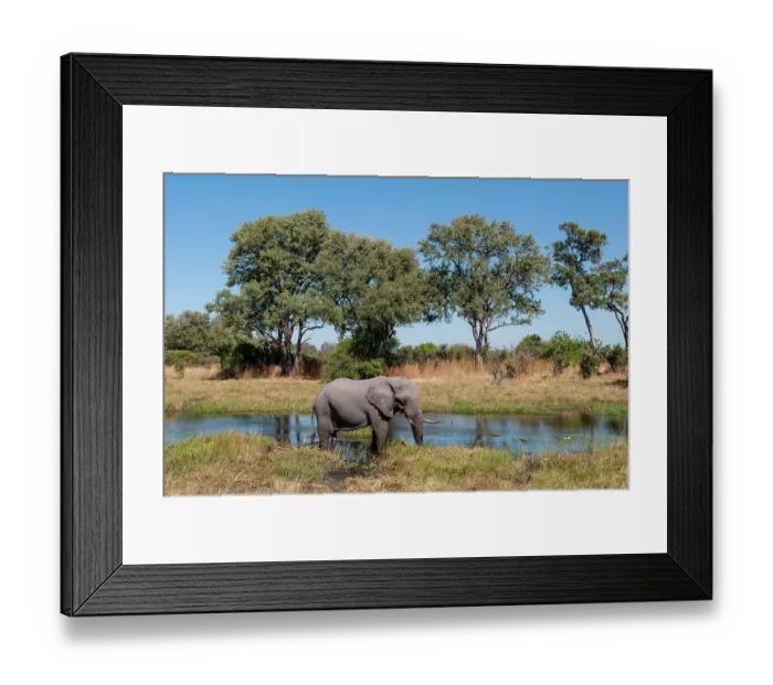 Framed Print : An African elephant, Loxodonta Africana, on a Khwai River bank. Khwai River, Khwai Concession Area, Okavango Delta, Botswana Framed Print : An African elephant, Loxodonta Africana, on a Khwai River bank. Khwai River, Khwai Concession Area, Okavango Delta, Botswana