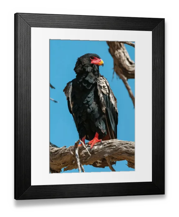 Framed Print : Close-up portrait of a bateleur eagle, Terathopius ecaudatus, perched on a dead tree branch. Khwai Concession Area, Okavango Delta, Botswana
