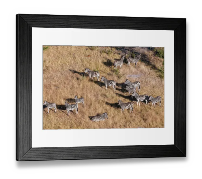 Framed Print : An aerial view of a herd of plains zebras, Equus quagga. Okavango Delta, Botswana Framed Print : An aerial view of a herd of plains zebras, Equus quagga. Okavango Delta, Botswana