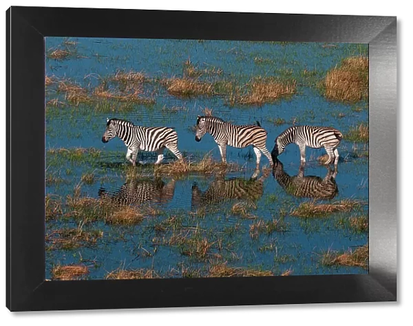 Aerial view of plains zebras, Equus quagga, walking in an Okavango flood plain. Okavango Delta, Botswana