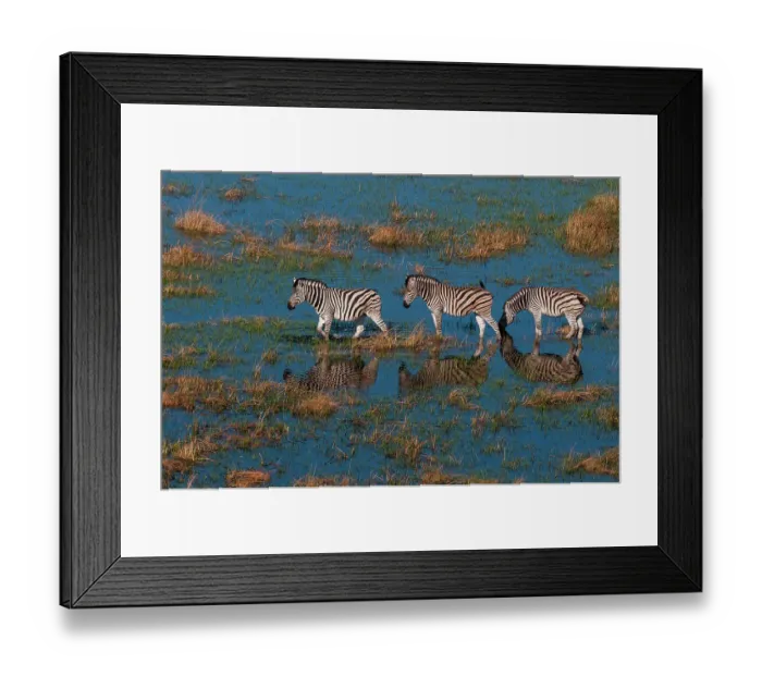 Framed Print : Aerial view of plains zebras, Equus quagga, walking in an Okavango flood plain. Okavango Delta, Botswana Framed Print : Aerial view of plains zebras, Equus quagga, walking in an Okavango flood plain. Okavango Delta, Botswana