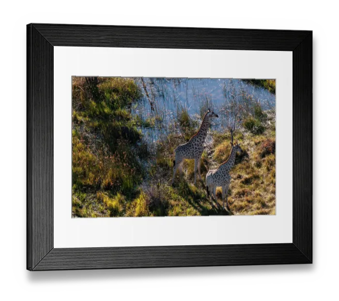 Framed Print : An aerial view of two southern giraffes, Giraffa camelopardalis. Okavango Delta, Botswana
