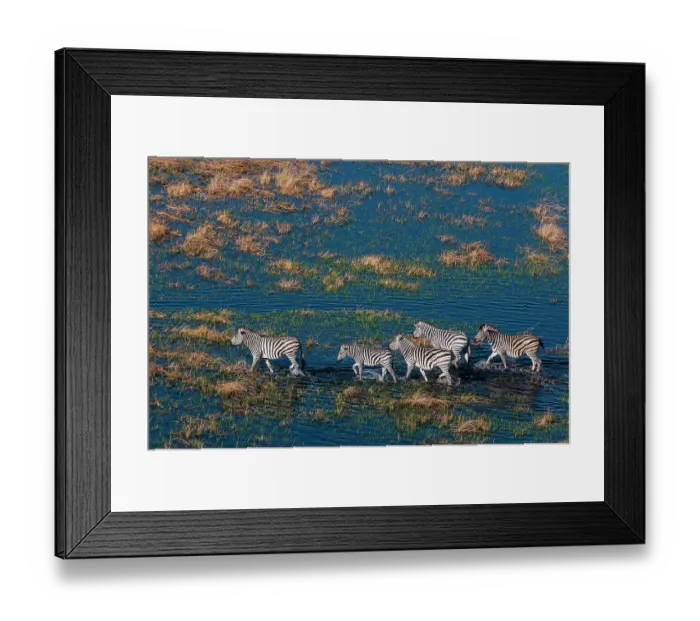 Framed Print : An aerial view of plains zebras, Equus quagga, walking in a flood plain. Okavango Delta, Botswana Framed Print : An aerial view of plains zebras, Equus quagga, walking in a flood plain. Okavango Delta, Botswana