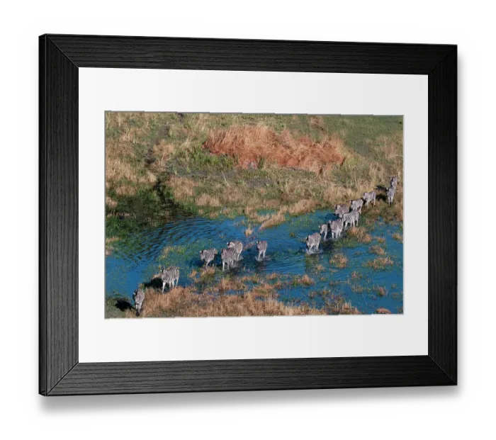 Framed Print : Aerial view of plains zebras, Equus quagga, walking in an Okavango Delta flood plain, Botswana Framed Print : Aerial view of plains zebras, Equus quagga, walking in an Okavango Delta flood plain, Botswana