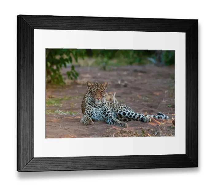 Framed Print : Portrait of a leopard, Panthera pardus, at rest. Mashatu Game Reserve, Botswana Framed Print : Portrait of a leopard, Panthera pardus, at rest. Mashatu Game Reserve, Botswana