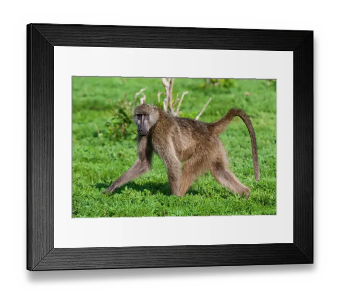Framed Print : Portrait of a chacma baboon, Papio ursinus, looking at the camera as it walks by. Chobe National Park, Botswana