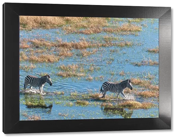 An aerial view of plains zebras, Equus quagga, walking in a flood plain. Okavango Delta, Botswana