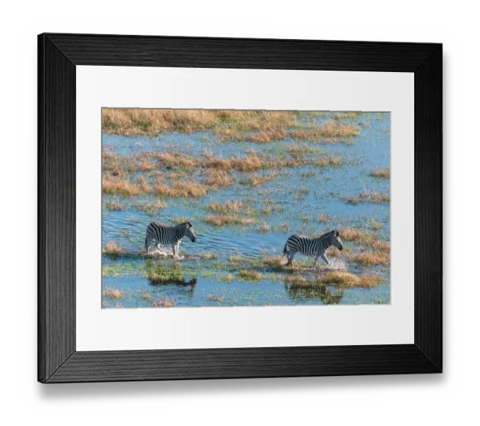 Framed Print : An aerial view of plains zebras, Equus quagga, walking in a flood plain. Okavango Delta, Botswana Framed Print : An aerial view of plains zebras, Equus quagga, walking in a flood plain. Okavango Delta, Botswana