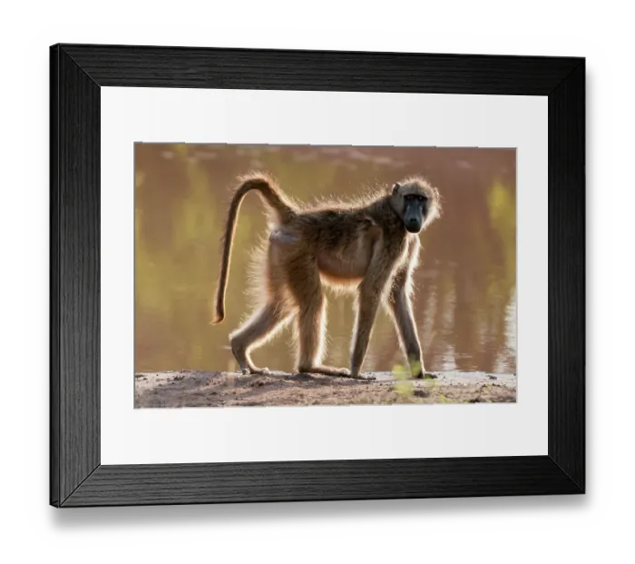 Framed Print : A back-lit portrait of a chacma baboon, Papio ursinus, looking at the camera as it walks by. Chobe National Park, Botswana Framed Print : A back-lit portrait of a chacma baboon, Papio ursinus, looking at the camera as it walks by. Chobe National Park, Botswana
