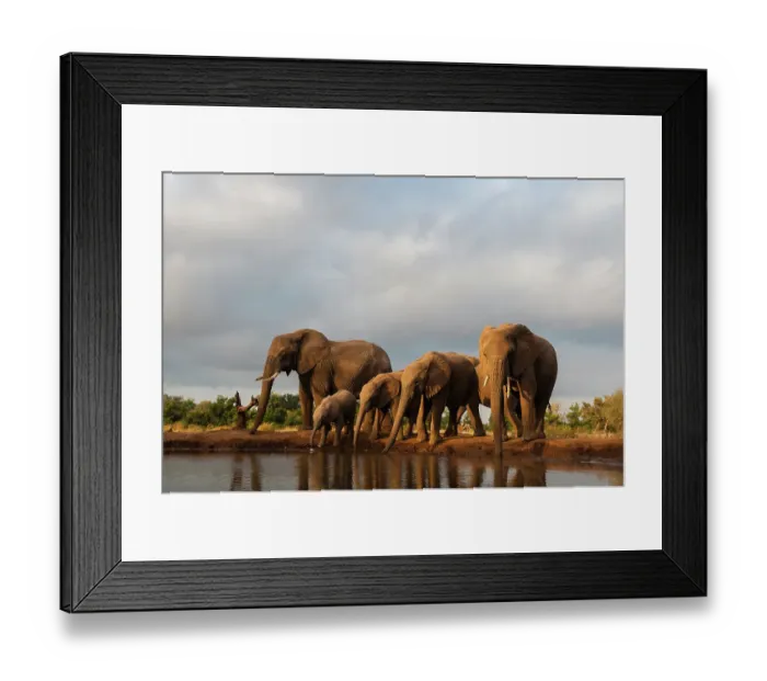Framed Print : A herd of African elephants, Loxodonta Africana, drinking. Mashatu Game Reserve, Botswana Framed Print : A herd of African elephants, Loxodonta Africana, drinking. Mashatu Game Reserve, Botswana