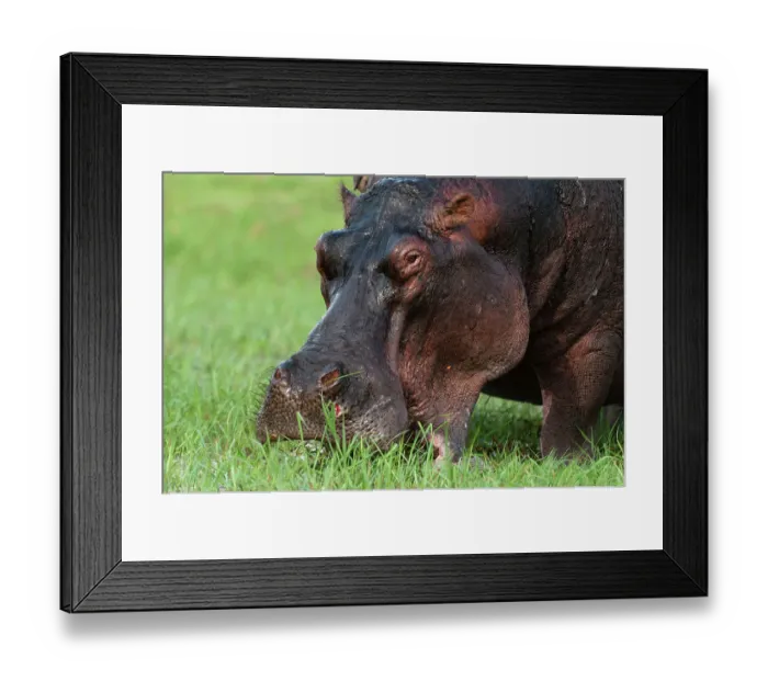 Framed Print : Close-up of a hippopotamus, Hippopotamus amphibius, grazing on a grass. Chobe National Park, Botswana Framed Print : Close-up of a hippopotamus, Hippopotamus amphibius, grazing on a grass. Chobe National Park, Botswana