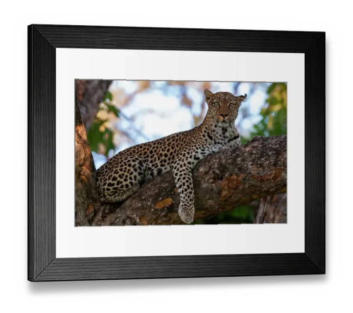 Framed Print : A female leopard, Panthera pardus, on a large tree branch looking at the camera. Khwai Concession, Okavango Delta, Botswana Framed Print : A female leopard, Panthera pardus, on a large tree branch looking at the camera. Khwai Concession, Okavango Delta, Botswana