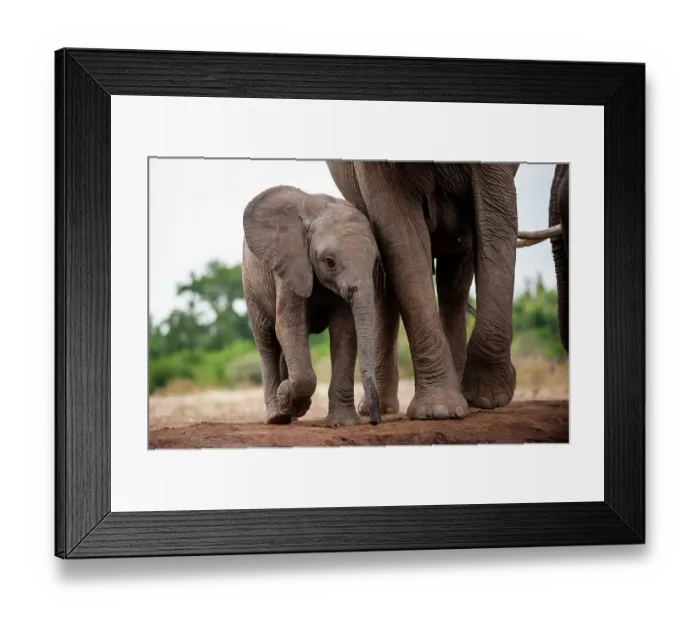 Framed Print : An African elephant calf, Loxodonta Africana, protected by its mother. Mashatu Game Reserve, Botswana Framed Print : An African elephant calf, Loxodonta Africana, protected by its mother. Mashatu Game Reserve, Botswana