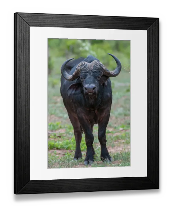 Framed Print : Portrait of an African buffalo, Syncerus caffer, looking at the camera. Chobe National Park, Botswana Framed Print : Portrait of an African buffalo, Syncerus caffer, looking at the camera. Chobe National Park, Botswana