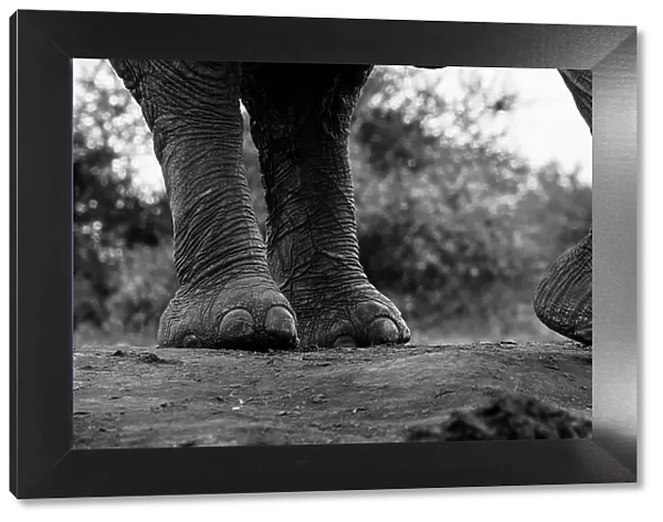 Close-up of an African elephant's feet, Loxodonta Africana. Mashatu Game Reserve, Botswana