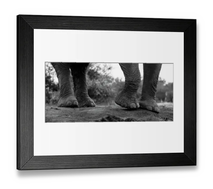 Framed Print : Close-up of an African elephant's feet, Loxodonta Africana. Mashatu Game Reserve, Botswana