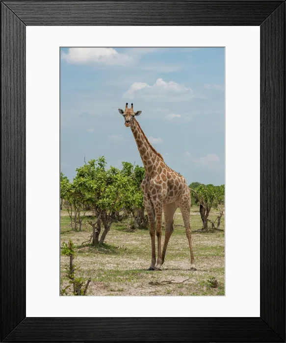 Framed Print : Portrait of a female southern giraffe, Giraffa camelopardalis, among shrubby trees. Savuti Marsh, Chobe National Park, Botswana