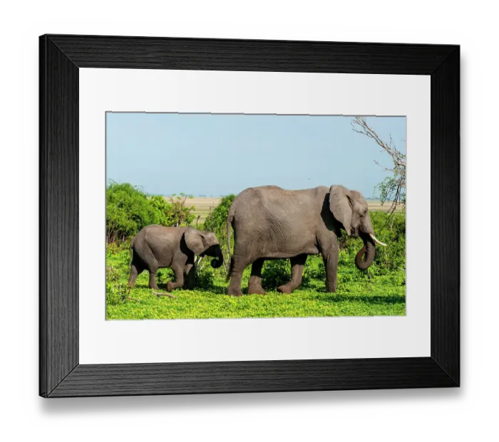 Framed Print : A female African elephant, Loxodonta Africana, walking with her calf. Chobe National Park, Botswana