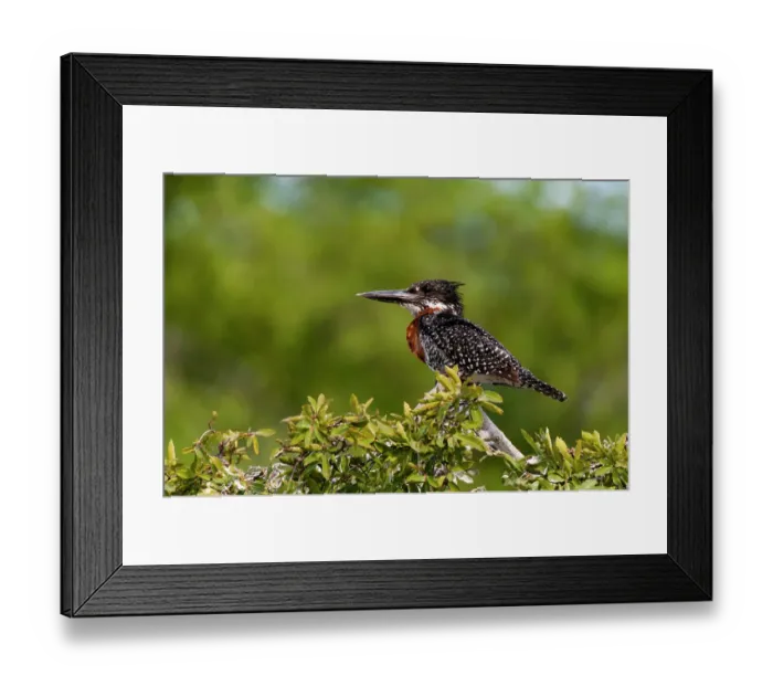 Framed Print : Portrait of a giant kingfisher, Megaceryle maximus, perching in a bush. Chobe National Park, Botswana Framed Print : Portrait of a giant kingfisher, Megaceryle maximus, perching in a bush. Chobe National Park, Botswana