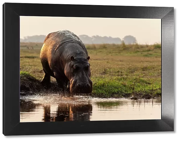 Portrait of a hippopotamus, Hippopotamus amphibius, running into the water from a river bank. Chobe National Park, Botswana