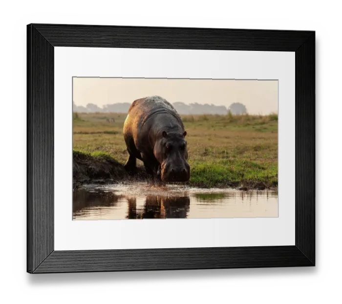 Framed Print : Portrait of a hippopotamus, Hippopotamus amphibius, running into the water from a river bank. Chobe National Park, Botswana Framed Print : Portrait of a hippopotamus, Hippopotamus amphibius, running into the water from a river bank. Chobe National Park, Botswana