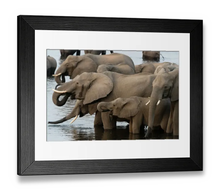 Framed Print : A herd of African elephants, Loxodonta Africana, drinking in the Chobe River, Chobe National Park, Botswana