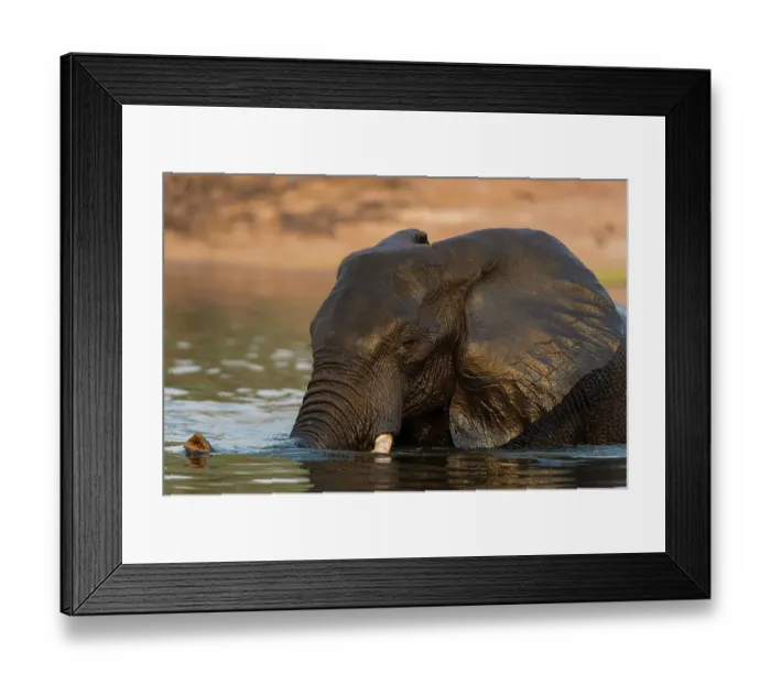 Framed Print : An African elephant, Loxodonta Africana, crossing the Chobe River, Chobe National Park, Botswana Framed Print : An African elephant, Loxodonta Africana, crossing the Chobe River, Chobe National Park, Botswana