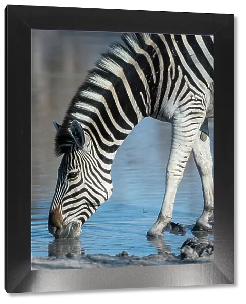A Burchell's zebra, Equus burchellii, drinking at a waterhole. Okavango Delta, Botswana