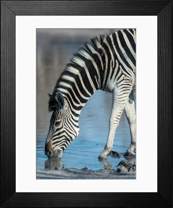 Framed Print : A Burchell's zebra, Equus burchellii, drinking at a waterhole. Okavango Delta, Botswana Framed Print : A Burchell's zebra, Equus burchellii, drinking at a waterhole. Okavango Delta, Botswana