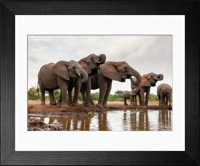 Framed Print : A herd of African elephants, Loxodonta Africana, drinking. Mashatu Game Reserve, Botswana Framed Print : A herd of African elephants, Loxodonta Africana, drinking. Mashatu Game Reserve, Botswana
