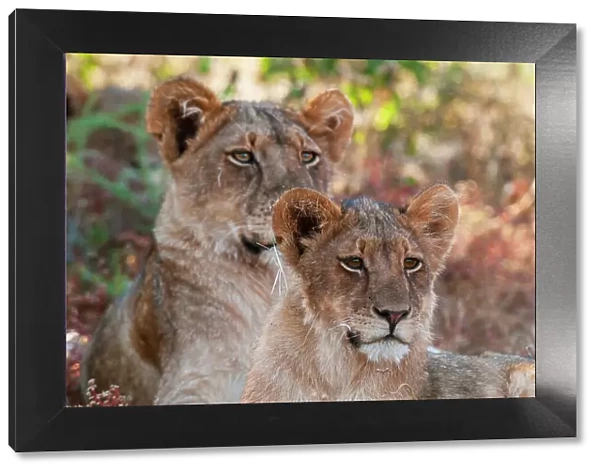Portrait of a pair of resting lions, Panthera leo. Mashatu Game Reserve, Botswana