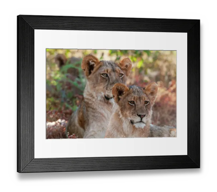 Framed Print : Portrait of a pair of resting lions, Panthera leo. Mashatu Game Reserve, Botswana