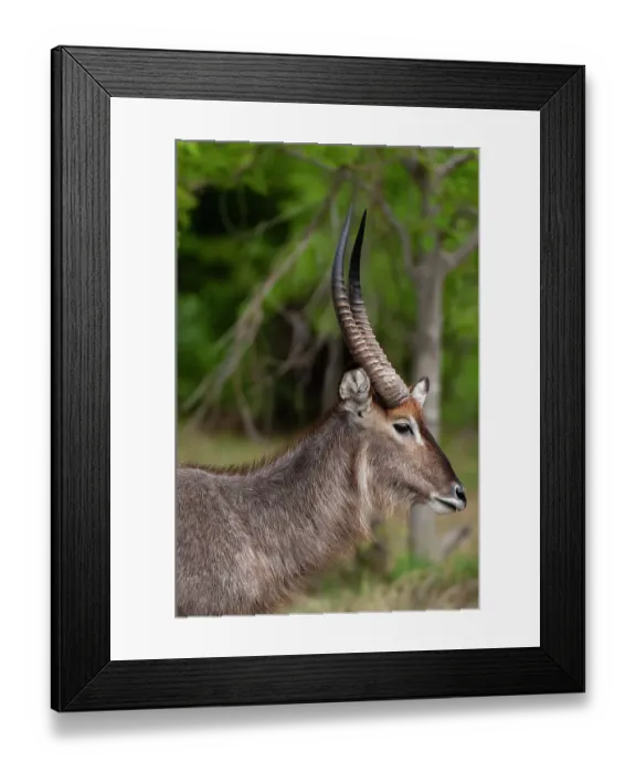 Framed Print : Portrait of a waterbuck, Kobus ellipsiprymnus. Khwai Concession, Okavango Delta, Botswana Framed Print : Portrait of a waterbuck, Kobus ellipsiprymnus. Khwai Concession, Okavango Delta, Botswana