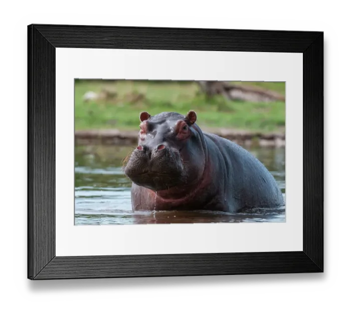 Framed Print : Portrait of an alert hippopotamus, Hippopotamus amphibius, in the water. Khwai Concession Area, Okavango, Botswana
