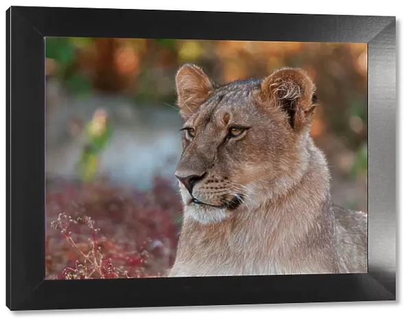 Close-up portrait of a lion, Panthera leo. Mashatu Game Reserve, Botswana