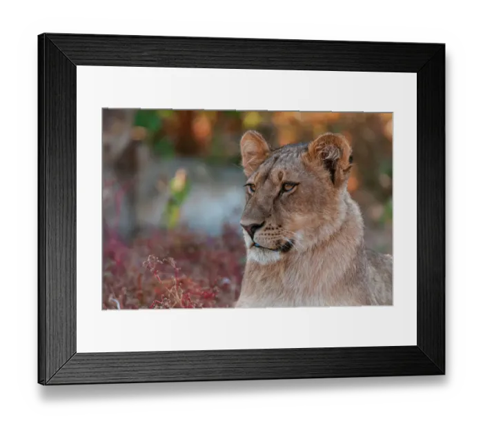 Framed Print : Close-up portrait of a lion, Panthera leo. Mashatu Game Reserve, Botswana Framed Print : Close-up portrait of a lion, Panthera leo. Mashatu Game Reserve, Botswana