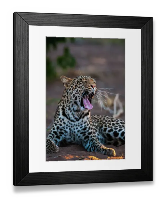 Framed Print : Portrait of a leopard, Panthera pardus, yawning. Mashatu Game Reserve, Botswana Framed Print : Portrait of a leopard, Panthera pardus, yawning. Mashatu Game Reserve, Botswana