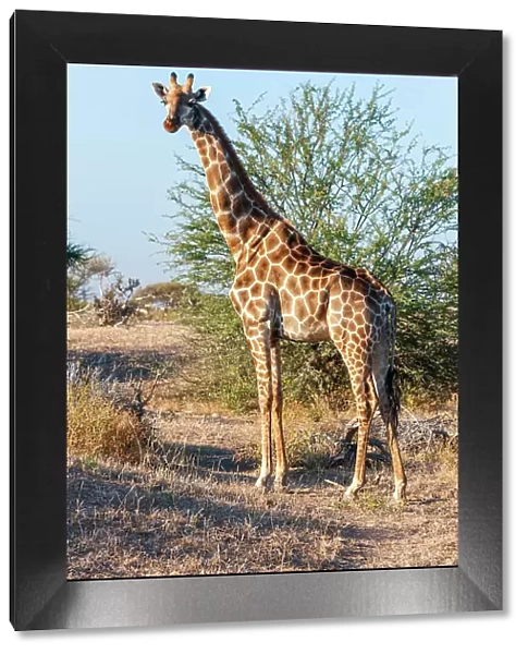 Portrait of a southern giraffe, Giraffa camelopardalis, looking at the camera. Mashatu Game Reserve, Botswana