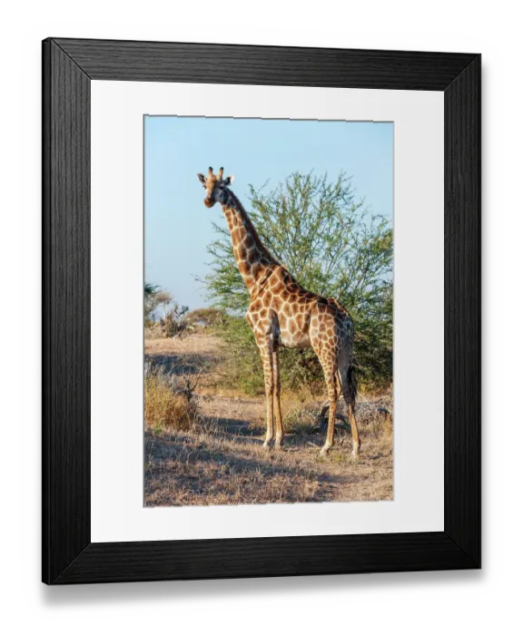 Framed Print : Portrait of a southern giraffe, Giraffa camelopardalis, looking at the camera. Mashatu Game Reserve, Botswana