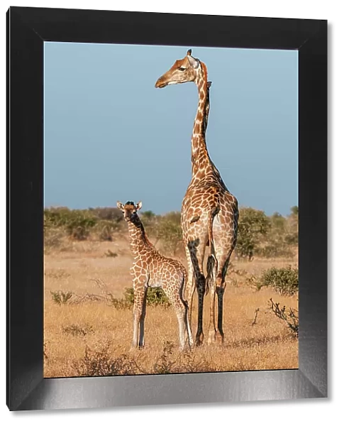 A southern giraffe, Giraffa camelopardalis, with a one-week-old calf. Mashatu Game Reserve, Botswana