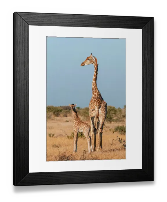Framed Print : A southern giraffe, Giraffa camelopardalis, with a one-week-old calf. Mashatu Game Reserve, Botswana Framed Print : A southern giraffe, Giraffa camelopardalis, with a one-week-old calf. Mashatu Game Reserve, Botswana
